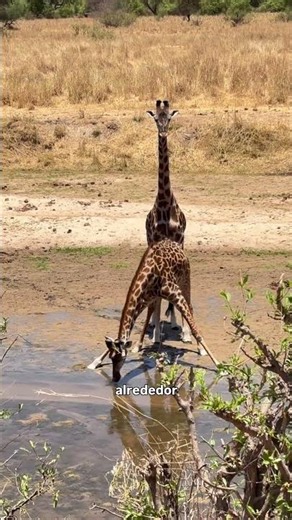 Los 4 parques de Tanzania que tienes que conocer antes de reservar tu safari.