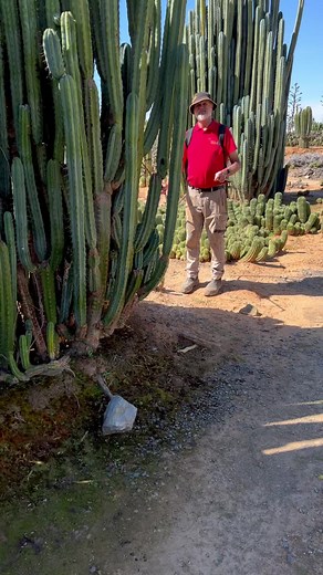 154K views · 1.1K reactions | Dads keeping on top of the rot, it's a big job searching thousands of plants for little signs of black or softness where they might be rotting. | Cactus Country | Facebook