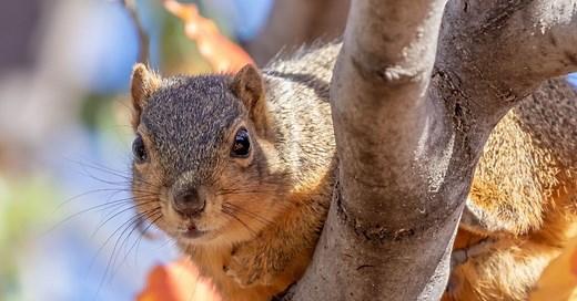 Do Squirrels Carry Rabies? Facts to Know to Stay Safe