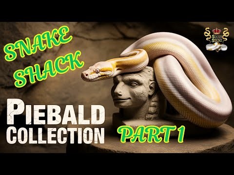 This Pied Morph Collection Is Insane
