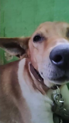 Most Famous Dog Sound Ever 🐶😂 | You Can’t Ignore This! #doggles #realdog #dogroom #speakdog #dogcast