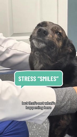 Understanding Dog Stress Smiles and Behavior