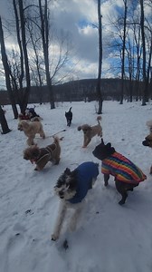 Fun times on the trails in Fern Gully!  - - - #LovingDogsFor20Years #dogcamp #dogs #dogsoninstagram #poconos #newyorkdogs #evasdogcamp #hikingdogs #NYCdogs #funwithdogs #scranton #dogboarding #funatcamp #NYCdogcamp #february2025 #welovedogs | Eva's Play Pups | Facebook