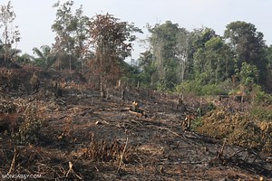 Indonesia’s bid to control deforestation wildly off-target, experts say