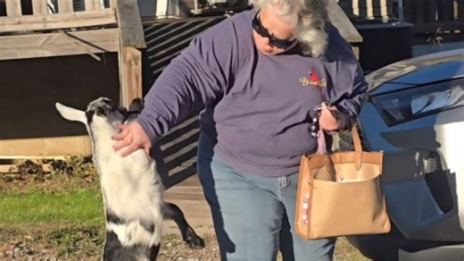 Grandma’s patience tested by a baby goat who literally cannot stay away