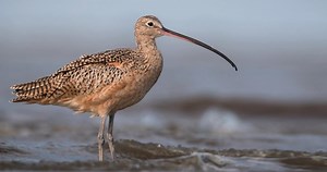 Long-billed Curlew Similar Species to, All About Birds, Cornell Lab of Ornithology