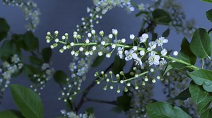 开花 灌木 穗 - Free video on Pixabay