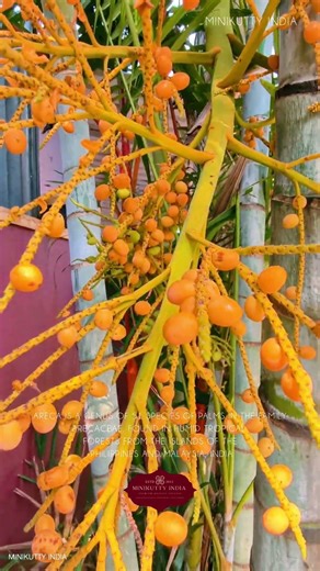 Areca is a genus of 51 species of palms in the family Arecaceae | Minikutty India