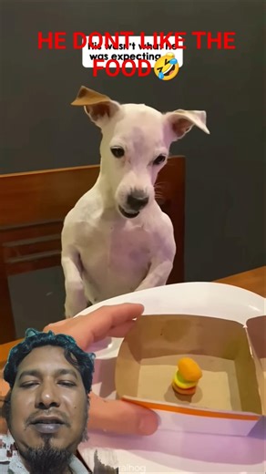 He Was Quivering With Anger🤣 #dogfunnyvideos #dogquivering #dogfunnyprank #funny #animallove #shorts