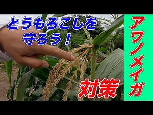 We'll be tackling corn earworm control. ~Home gardening series for office workers~