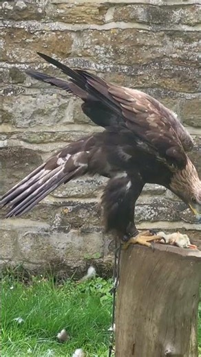 GOLDEN EAGLE