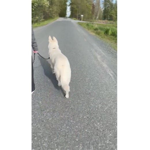 Lizzy isn't just a pretty face – she's smart as a whip and agile to boot. She owns the agility course and is all about mastering new tricks. From sitting to doing a little spin, Lizzy is always up for a challenge. When the sun's out, you'll find her soaking up rays, playing with toys, and living her best life in the yard. Lizzy adores humans and craves social time, but she's looking to be the solo pet in her new digs. If you're after a sweet, fun, and loving companion, Lizzy might just be your p