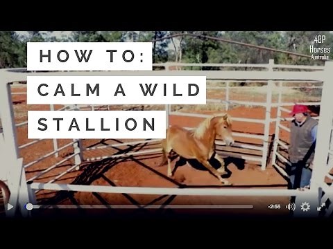How to Calm a Wild Stallion