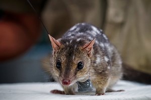 Quolls that have been both bred and trained to avoid eating poisonous cane toads are being released onto an NT island to combat the nasty introduced pest. Read the story and see more pics: http://ab.co/2rpqwJ1 | ABC Darwin