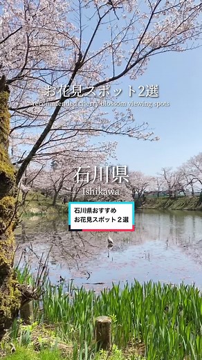 作ってみた！ 場所は石川県の、 ・卯辰山公園（金沢市） ・喜多家しだれ桜（かほく市） #金沢 #金沢市 #石川 #石川県 #金沢花見スポット #金沢花見 #金沢桜スポット #石川県花見 #kanazawa #kanazawacherryblossoms