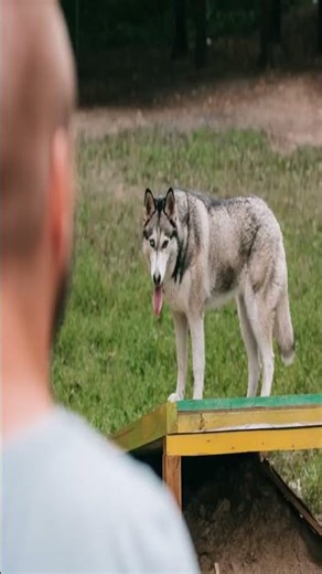 10 most successful Hunters - The Wolf
