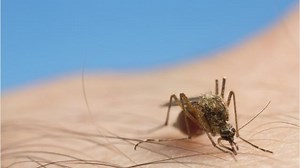 Video: Salt marsh mosquitoes invade Collier County