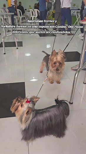Comparing Australian Terrier and Yorkshire Terrier at a Dog Show