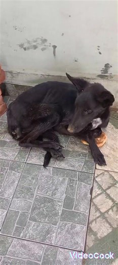 96K views · 4.5K reactions | AMIGOS FIELES COCHABAMBA Miércoles 20 de...