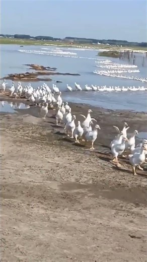 🦆 Army of Ducks Marching Like Soldiers 😳🔥 #shorts #nature