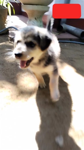 My little Ruby following me everywhere! 🥺💖 . #shorts #puppy