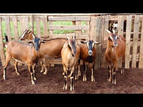 How To Start Goat Farming Business In Nigeria