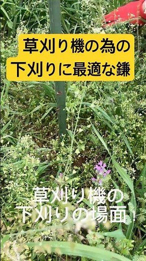 草刈り機の下刈りは、このノコギリ鎌が最適‼️使っている道具はプロフィールに有ります！ #家庭菜園 #農業 #農業初心者 #草刈り #下刈り#ノコギリ鎌