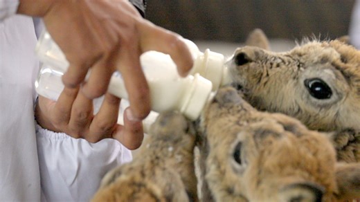 The Sonam Dargye Protection Station in Hoh Xil, northwest China's Qinghai Province, is home of a bunch of adorable Tibetan antelope calves. Under the care of devoted guardians, these little cuties are getting used to bottle feeding. #EcoCivilization #HarmonyKeepers #ChinaTravel #NationalDay #PRC75Years For more: https://news.cgtn.com/news/2024-09-20/Meet-Hoh-Xil-s-Tibetan-antelope-calves-1x3cubyoTN6/p.html | China Plus Culture