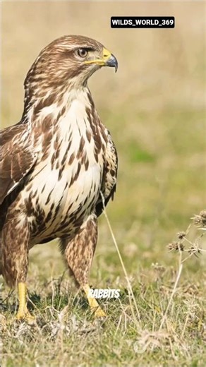 Common Buzzard: The Powerful Hunter Bird 🦅🔥#animals #wildlife #facts