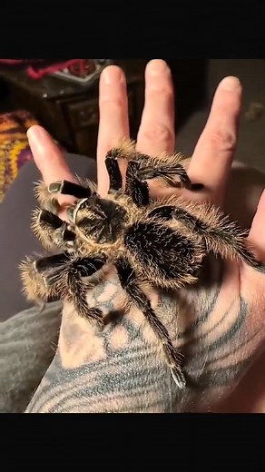 66K views · 1.6K reactions | ️ Tarantula on Hand — The Ultimate Spider Pet Moment!  A calm, curious tarantula explores its owner’s hand, its legs moving with precision. This gentle giant may be intimidating to some, but with trust and care, it’s just another amazing creature to bond with.  #Tarantula #SpiderPet #ExoticPets #PetSpider #CreepyCrew #WildEncounters #TarantulaOnHand #SpiderLovers #NatureInYourHand #WildlifeMoments | Insect Insider | Facebook