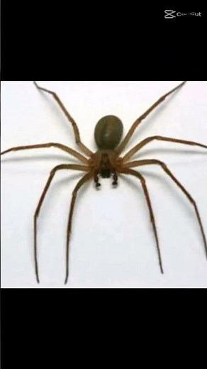 Huntsman Spider Australia