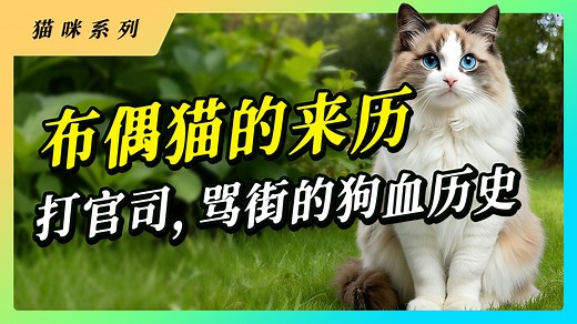 布偶猫的狗血历史，没想到这么美的小猫，来时路竟然这样坎坷，布偶猫的培育史