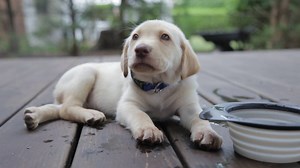 Just like human babies, dogs have non-verbal ways of getting what they want. | National Geographic