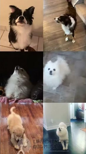 Dogs Singing Believer #Shorts