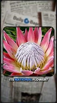 Why the Protea? 🇿🇦