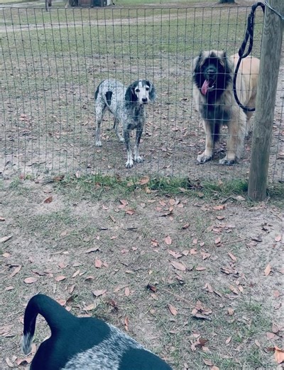 1.4K views · 15 reactions | One thing I don’t talk about often is how much work goes into a calm multi-dog household, especially when kennels aren’t part of daily life. Calm doesn’t happen by accident. It comes from discipline, routine, structure, and actually understanding each dog’s personality—not treating them all the same. When the system is clear, the dogs relax. | K-904 Dog Training | Facebook