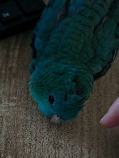 Caring for Lineolated Parakeets: The Perfect Pet Bird