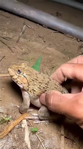 Funny frogs Catching | Wep wep catching frogs funny | boing catch frogs make you laugh #shorts
