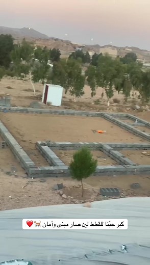 تبني القطط: كيفية إنشاء مأوى آمن للحيوانات