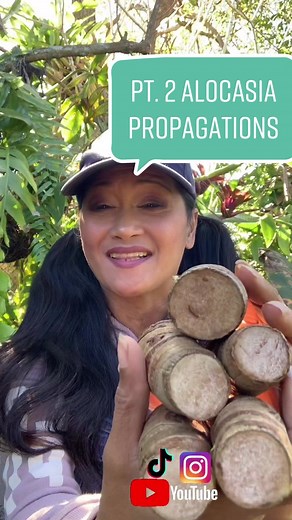 Alocasia Propagation Techniques: Stem Cutting and Cloning