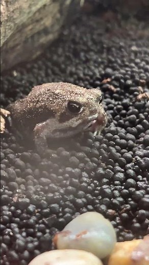 Bushveld Rain Frogs