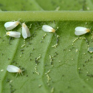 Whitefly - Alchetron, The Free Social Encyclopedia
