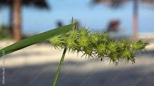 Spiny Sandbur (Cenchrus echinatus) at the sand coast. Cuba beaches.