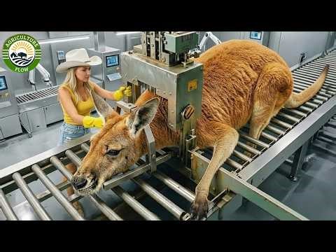 How Australian Farmers Raise & Process Millions of Kangaroos |Inside a Massive Kangaroo Meat Factory