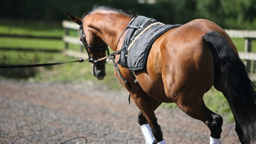 Lack of skill and influence of others key reasons why riders use side- and draw reins