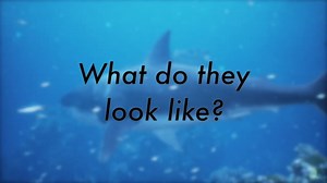 Discover the Largest Great White Sharks Ever Recorded in American Waters