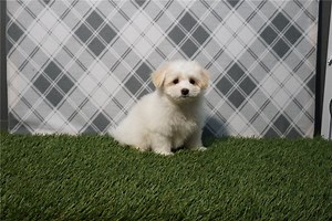 Norris - Malti Pom Puppy 4B7842