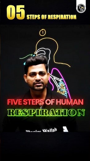 Respiration Made Easy — Just 5 Steps, Explained Simply 😊 #Zoology