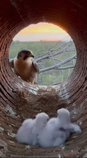 Rear Intrusion in a Fallen Log Nest at Dusk