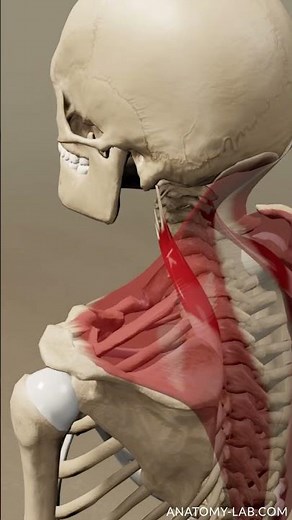 levator scapulae in action